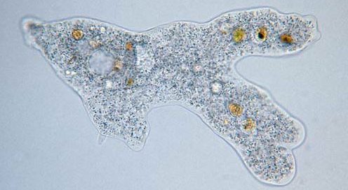amoeba - an irregular blob, mostly transparent, with smaller transparent and yellow blobs inside it