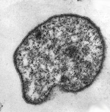 a cell: an irregular gray blob with smaller light and dark blobs and lines inside it