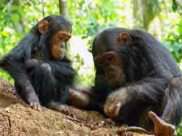 Chimpanzee Evolution and Biology - Quatr.us Study Guides