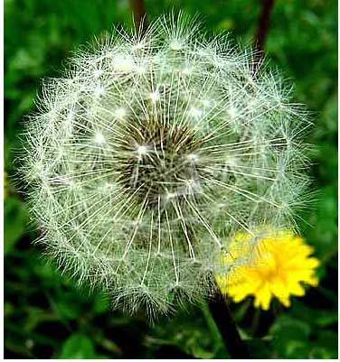 a dandelion that has gone to seed, with a younger flowering yellow dandelion next to it