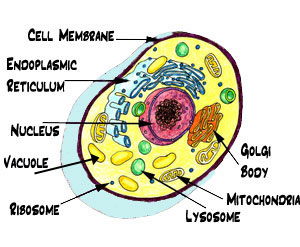 What Are Lysosomes Parts Of A Cell Biology Quatr Us Study Guides