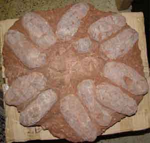 About a dozen fossilized eggs in a circle
