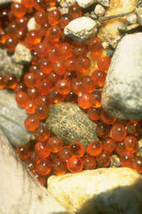 fish eggs: small orange balls, shiny and a little translucent.