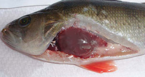 a dead fish with a red blob coming out of a slit in its stomach