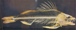 a fish skeleton