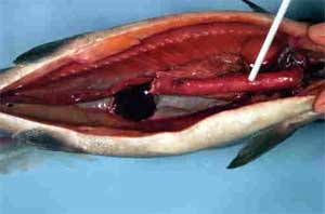 a dead fish cut open with a tweezer holding a long red thing inside it