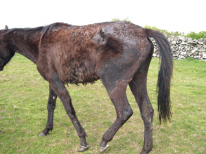 a horse in poor condition