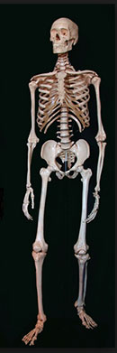bones in the shape of a person
