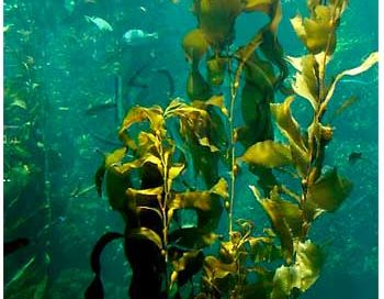 kelp underwater - tall thin plants with leaves