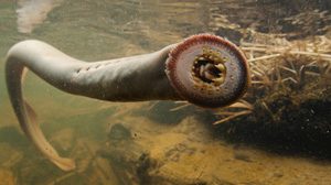 History of fish: it looks like a severed tentacle but it's a lamprey.