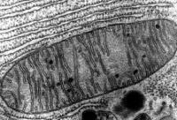 What are mitochondria? Parts of a cell - Quatr.us Study Guides