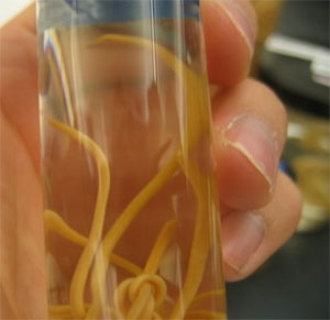 a white person's hand holding a glass tube with yellow worms in it 