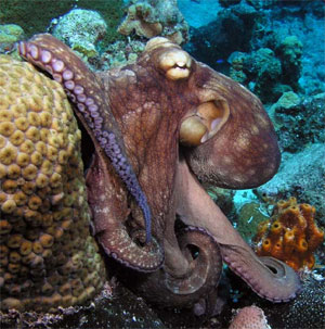 octopus in the ocean