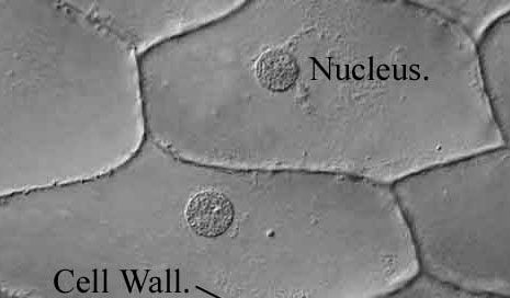 cells through a microscope: gray interlocking shapes with indented circles in each one labelled "Nucleus"