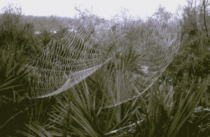 An orb web