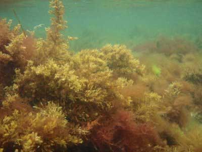 seaweed underwater - greenish brown like small bushes