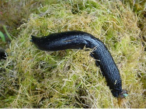 a black slug on the grass