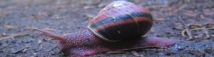 A snail with a red and black shell