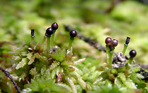 closeup of moss with little stems poking up with rounded brown heads like matches