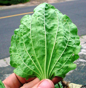 the underside of a green leaf with veins - long thin strands of a lighter color running from the stem to the edge of the leaf like a fan