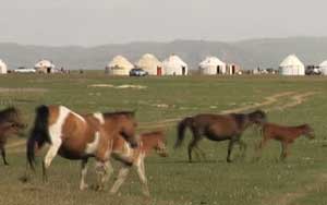 white yurts - tents - on green grass with horses in the foreground