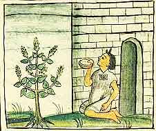 Aztec man with guacamole and a small avocado tree outside a stone house. Avocado history: Where do avocados grow?