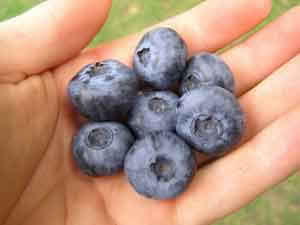 A white hand holding blueberries