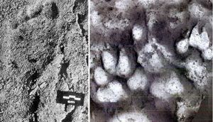 child and dog footprints