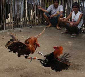 Cockfighting in the Philippines: chicken history