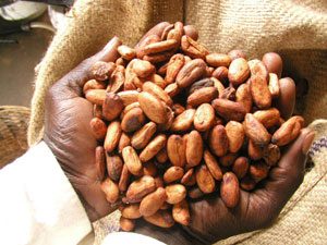 Cocoa beans - brown beans about the size of pinto beans, in the hands of a black person (History of Chocolate)