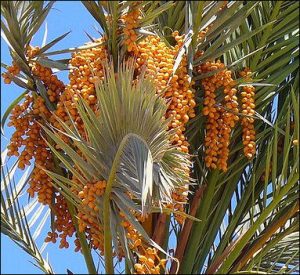 spiky green palm leaves with garlands of orange date clusters