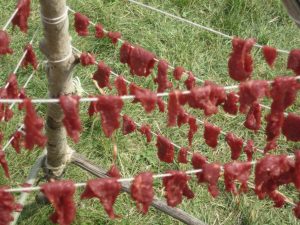 Pemmican meat in small pieces draped over strings to dry