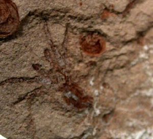 Fossil spider from the Cretaceous era