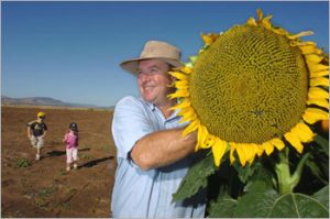 A happy white farmer holding a giant sunflower