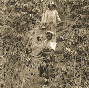 Enslaved Afro-Brazilians harvest coffee (Brazil, ca. 1882)