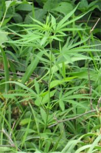 Wild hemp plant - gree, with five leaves on a stem