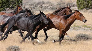 Wild horses running