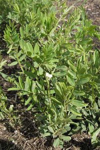 A lentil bush: green leaves