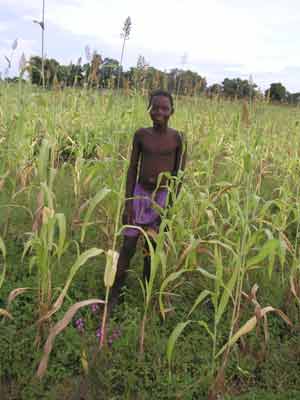 A boy in a millet field in Burkina Faso (West Africa)