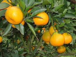 Oranges growing in China