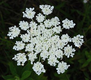 Wild carrots (Queen Anne's Lace)