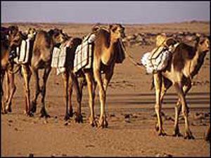 A salt caravan across the Sahara Desert