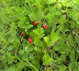 Wild strawberries: small red fruit in a sea of green leaves