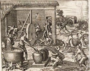 Slaves on a sugar plantation about 1550 AD