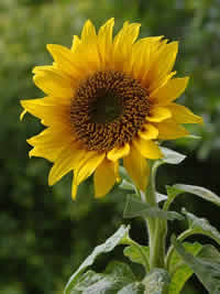 A sunflower with a much larger center