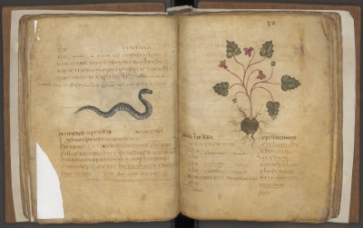 Pseudo-Apuleius, Herbarium manuscript on parchment (now in Leiden)