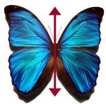 Butterfly 150x147 