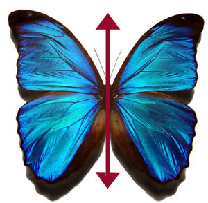 A butterfly thanks to Wikimedia Commons