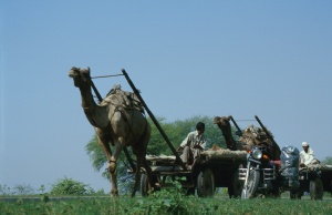 Camel pulling a cart