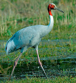 A crane in India - a long-legged gray bird with a long neck and a red head